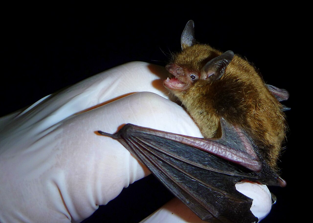 Little brown bat