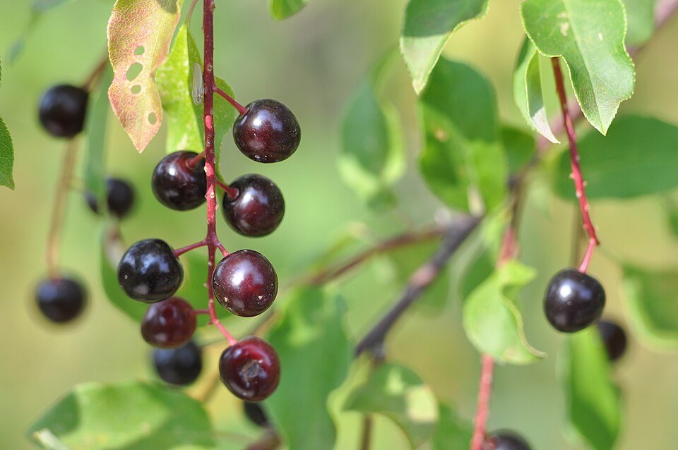 Chokecherry