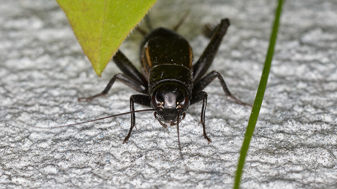 Fall field cricket