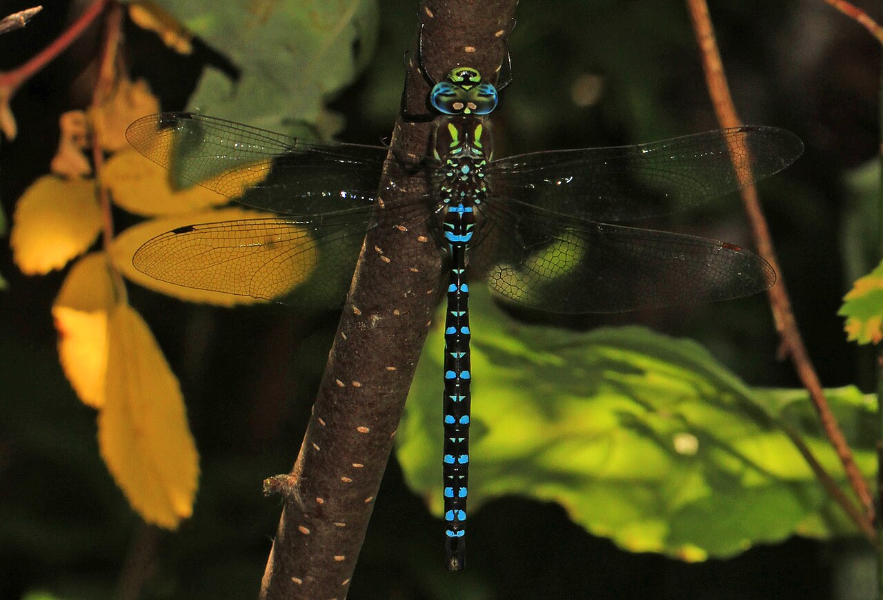 Darner dragonflies