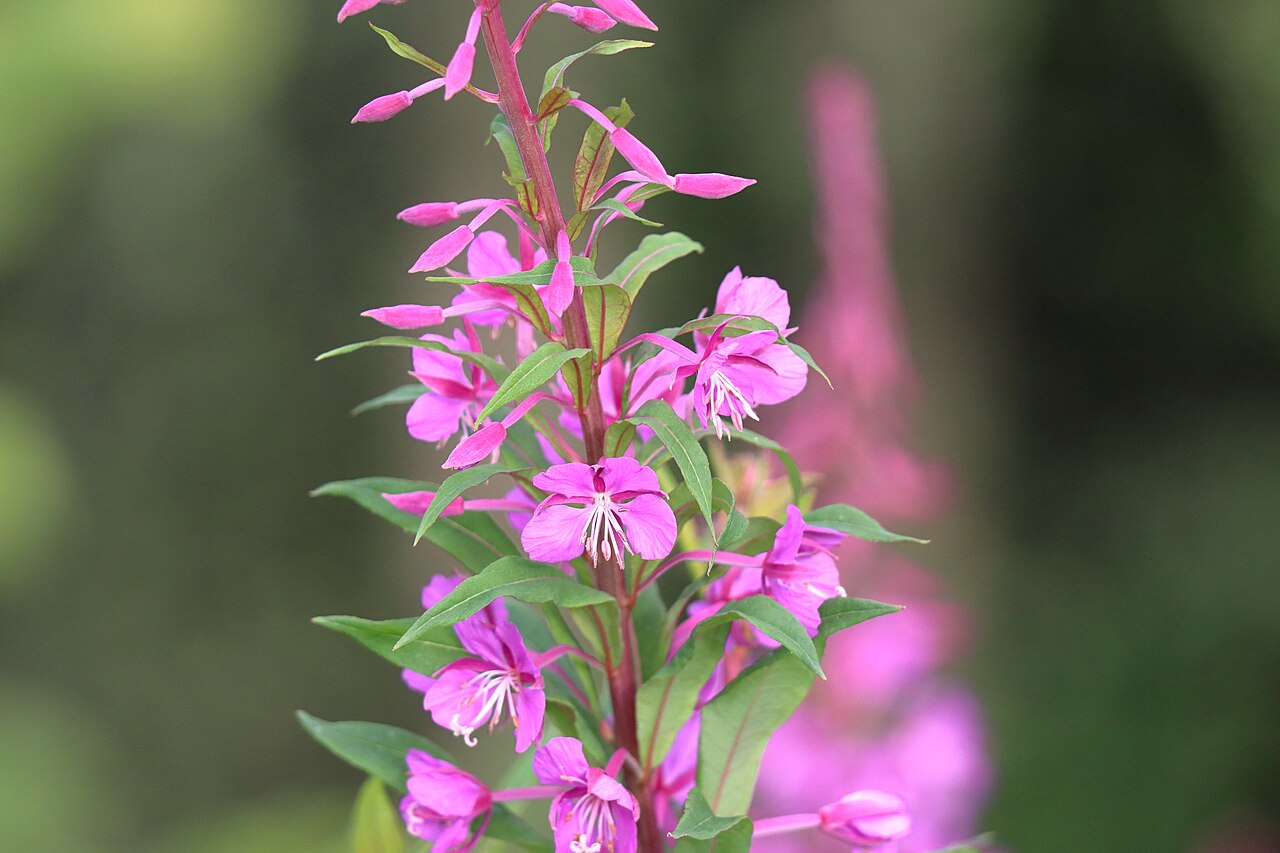 Fireweed
