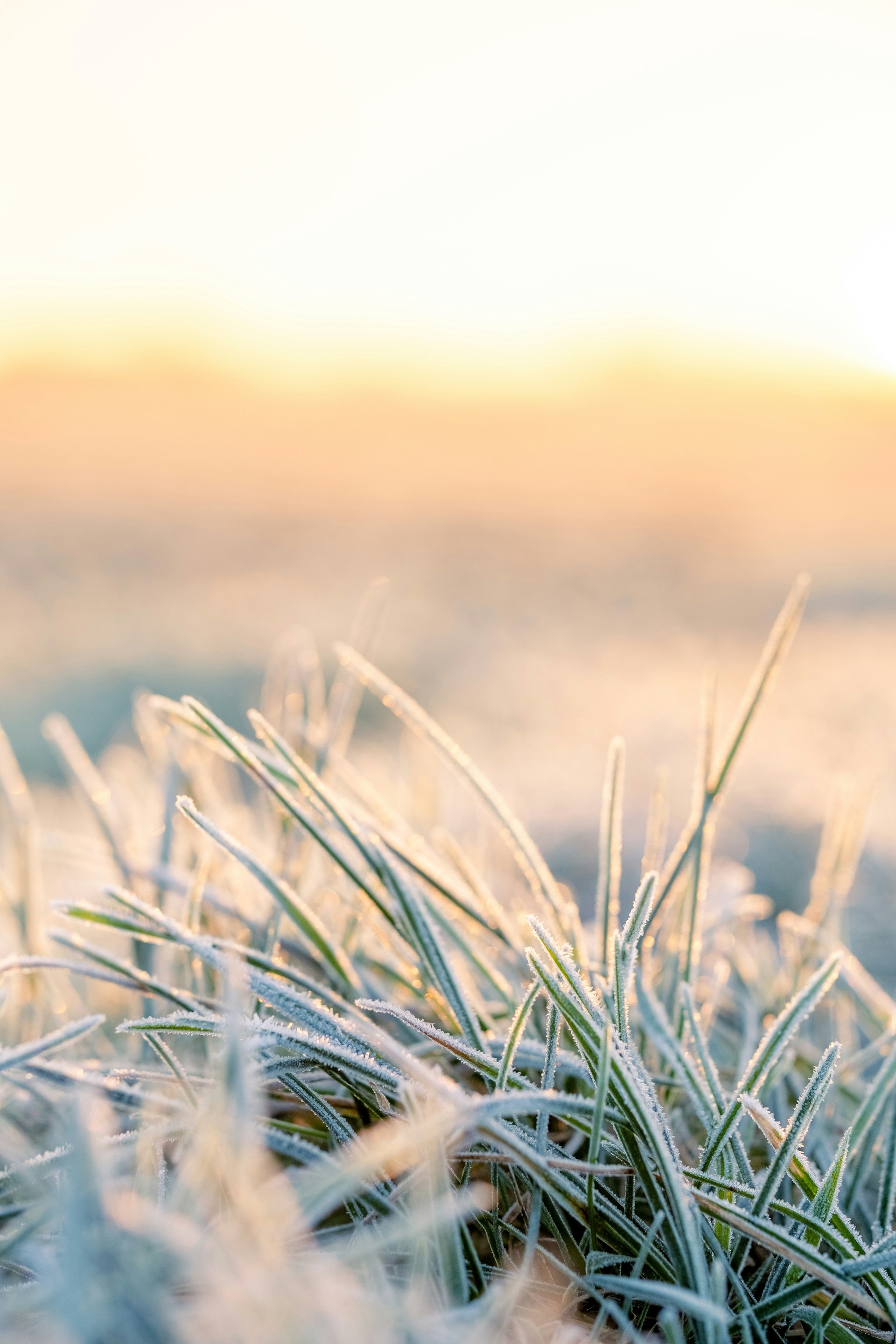 First frost