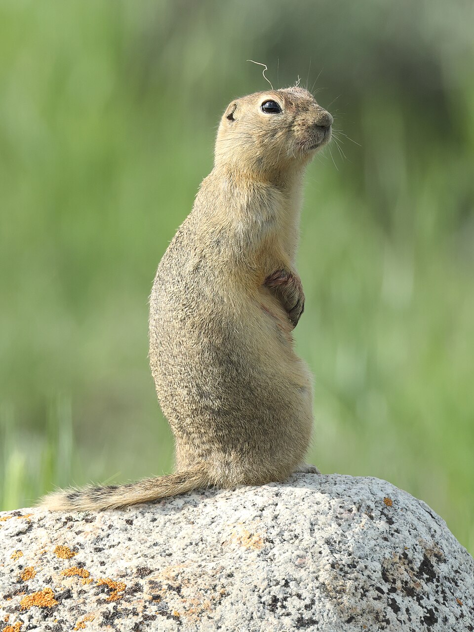 Richardson's ground squirrel