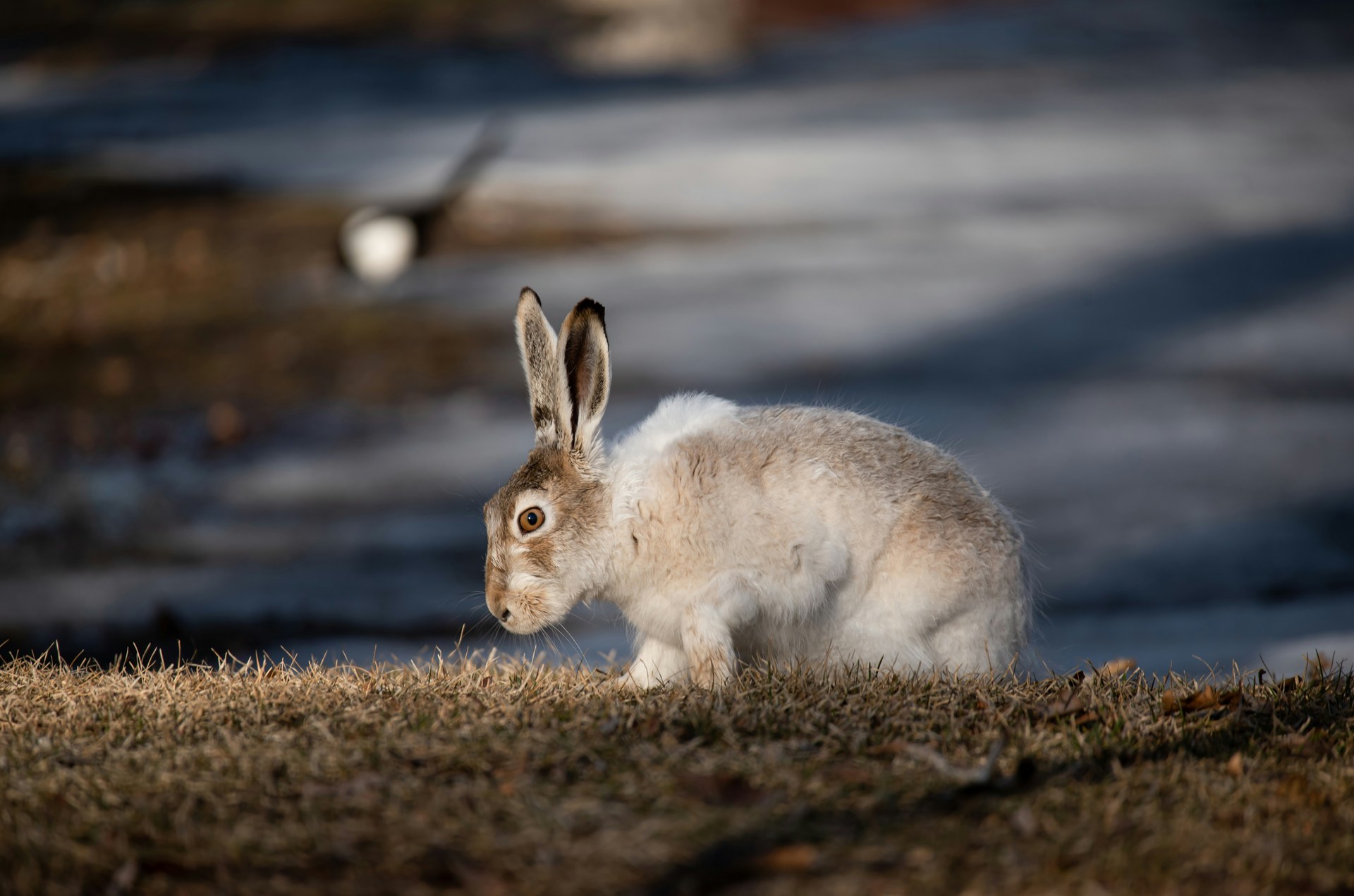 Hares