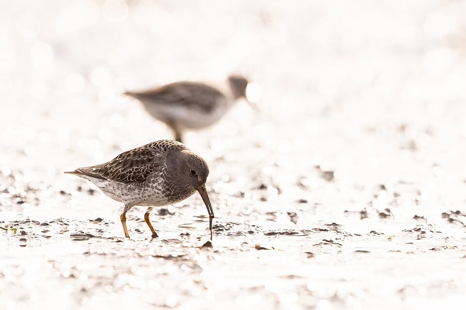 Sandpipers & plovers
