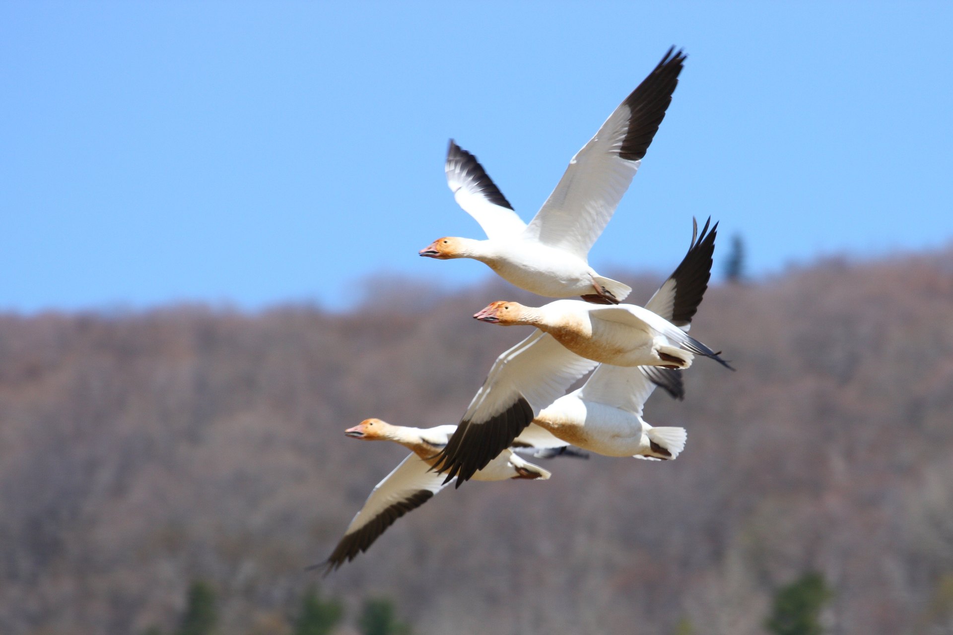 Snow geese